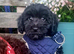 Beautiful cockapoo F1b puppies