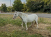 12h 4year old mare blagdon