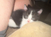3 kittens half ragdoll, half domestic short hair