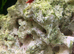 Red cherry shrimp &pound;1 each