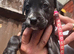Bullador puppies