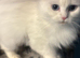 Kittens for sale 4 kittens