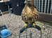 Redtail hawk for sale