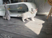 Ragdoll pedigree