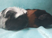 One corronet and one smooth coat guinea pigs