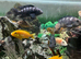 Adult cichlids