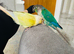 2 bonded conure parrots moon cheek/green cheek