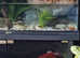Zoo Med 90--45--90 Paludarium, Cabinet & Accessories