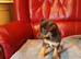 Jack Russell pups for sale