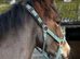 14.1 Bay rising 5 yr old solid cob mare