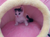 Lovely kitten MIMI