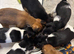 Jack Russell puppies