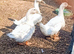 Trio Silver Swedish Ducks
