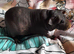 Skinny pig  females available.