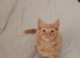 Fluffy kitten boy left