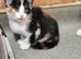 STUNNING KITTENS READY NOW