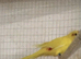 Male Buttercup Kakarikis