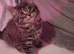 Tabby /maincoon cross