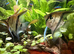 7 Adult Manacapuru Red Back Angelfish.