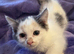 Gorgeous female kitten