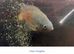 Different fish for sale