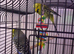 Two Bonded Budgies - Green & Blue - Large Cage & Accessories Included