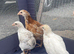 4 week old chicks
