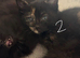 3 female kittens ready now