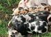Kune kune piglets for sale