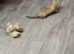 Ferret pole cat cross