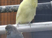 Super exhibition budgie