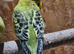 Baby budgies ready to leave now