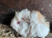Female guinea pigs