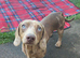 Miniature dach x