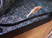Bristle nose plecs babies
