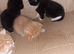 4 kittens for sale