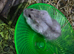 Hamster