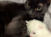 Kittens need new homes, READY NOW.