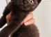 Chocolate British shorthair Male last one left