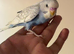 Cute Hand Tame Budgies and Cages