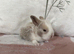 Baby mini lops