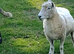 4 Kerry Hill x Poll Dorset ewes for sale