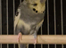 Adult Budgies