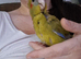 Handreared kakariki