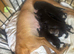bull x lurcher pups