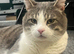 Rehoming Penguin: 3-Year-Old Cat Ready for His Next Chapter