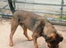 Rescue dogs searching for their furever homes