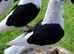 GERMAN OWL PIGEONS BLACK SADDLE