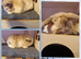Mini lop kits ready tuesday 9th june