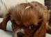 Kennel Club registered ruby Cavalier King Charles spaniel BOY puppies available. Parents both health tested.